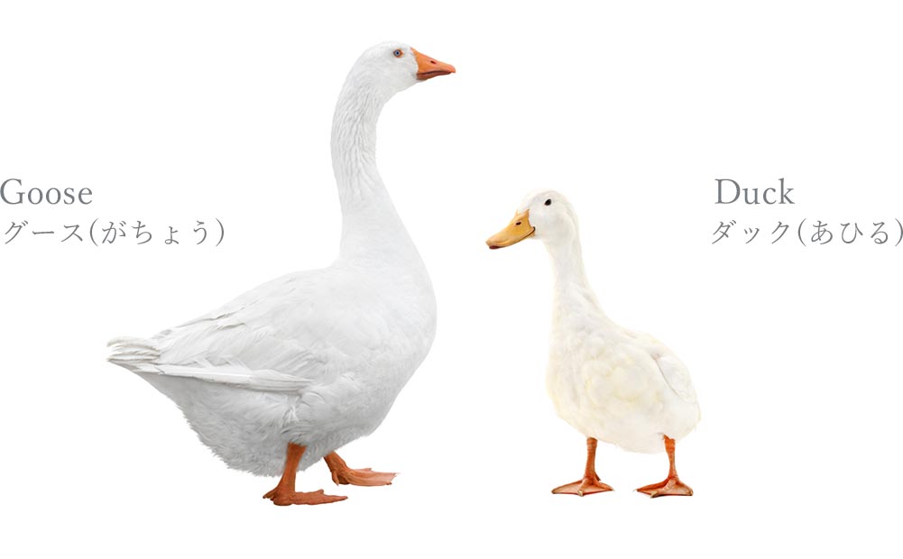 グース ガチョウ と アヒル ダック